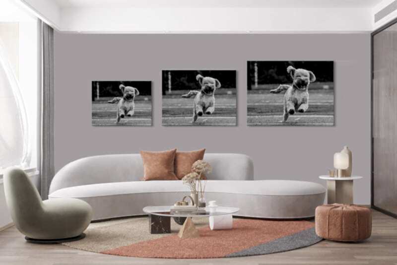 Pet Photographer Sunbury-on-Thames Middlesex
