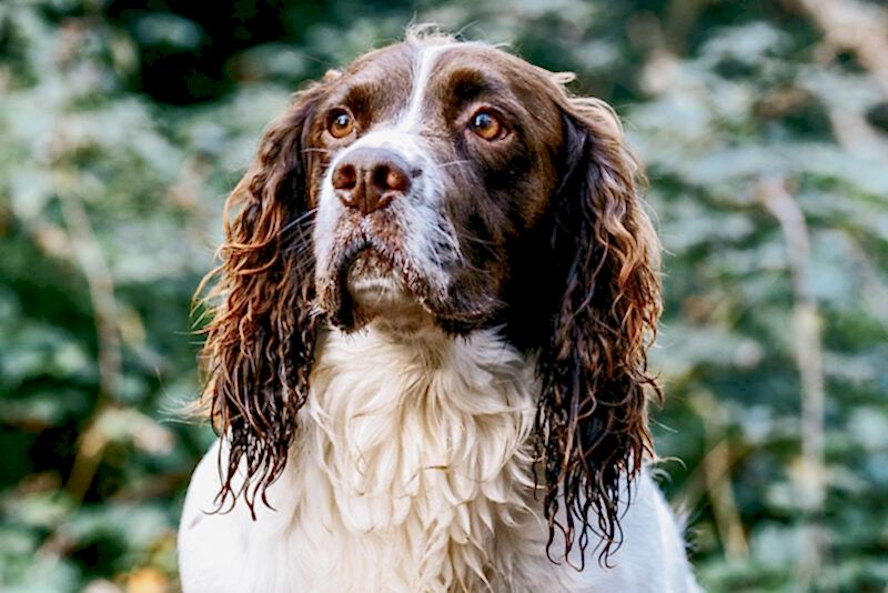 Pet Photographer Sunbury-on-Thames Middlesex