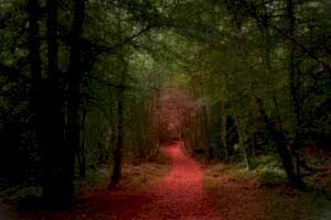 Landscape and documentary photographer Surrey